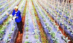 Daya Beli Petani di Cimahi Meningkat - bandung ekspres