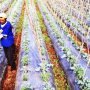 Daya Beli Petani di Cimahi Meningkat - bandung ekspres