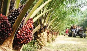 Sebelum hasil gugatan Wolrd Trade Organizatio (WTO) diputuskan, Pemerintah Indonesia sebaiknya harus segera melakukan pertemuan Uni Eropa