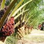 Sebelum hasil gugatan Wolrd Trade Organizatio (WTO) diputuskan, Pemerintah Indonesia sebaiknya harus segera melakukan pertemuan Uni Eropa