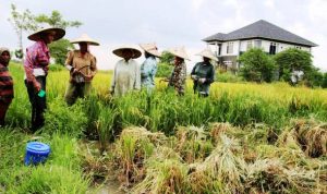 Petani -bandung-ekspres