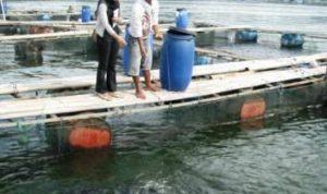 Produksi Ikan Cirata