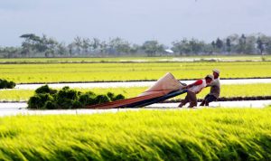 1.068 Hektare Padi Terserang Hama