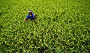 Petani Sulit Dapatkan Pupuk Antisipasi Hama Diperalihan Musim - bandung ekspres