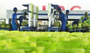 Gas Elpiji - bandung ekspres