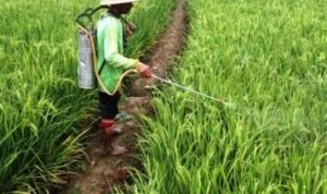 Terancam Kekurangan Penyuluh Pertanian PPL Pertanian Bandung Barat - bandung ekspres