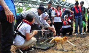 Pelepasan Bekantan-bandungjualbeli