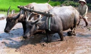 Petani KBB - bandung ekspres