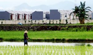 Aher Minta Mentan Stop Impor Beras Petani Tanam Padi - bandung ekspresPetani Tanam Padi - bandung ekspres