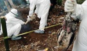 Flu Burung Tewaskan 2 Orang