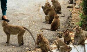 Monyet Berkeliaran di Pemukiman Meresahkan Warga