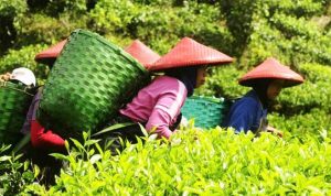 Slovakia Minati Produk RI Buruh-Pemetik-Teh