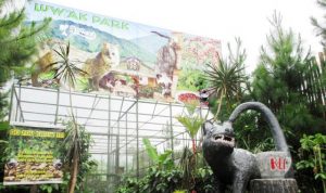 Kopi Luwak Cikole