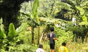 Lokasi penanaman ubi kayu