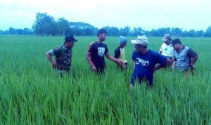 kurang penyuluh pertanian - bandung ekspres