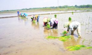 petani butuh bantuan