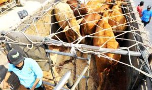 Impor Sapi