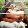 program pengembangbiakan sapi