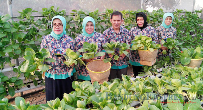sayuran hidroponik
