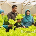 Kawasan Rumah Pangan Lestari