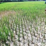 28,3 Hektare Sawah Kekeringan