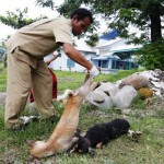 Eleminasi Anjing Liar