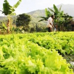 Tumbuhkan Ekonomi Desa, Kapitalisasi Sumber Daya Dilakukan Lewat BUMDes