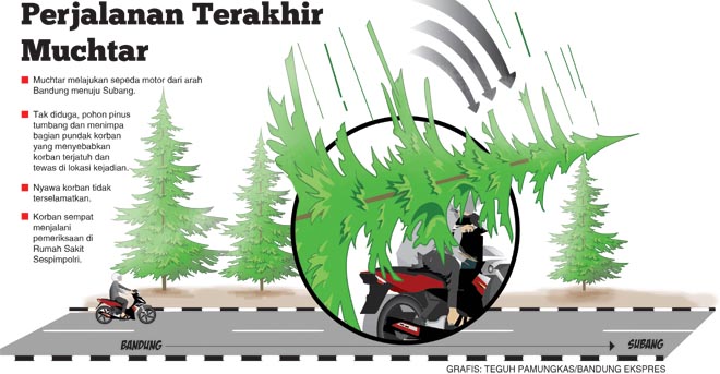 Tewas Tertimpa Pohon Pinus Tewas Tertimpa Pohon Pinus