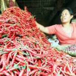 Harga Cabai Semakin Pedas Harga Cabai