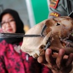 Toko Suvenir Awetkan Satwa Dilindungi untuk Dijual