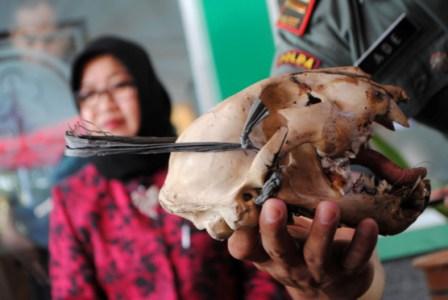 Toko Suvenir Awetkan Satwa Dilindungi untuk Dijual Toko Suvenir Awetkan Satwa Dilindungi untuk Dijual