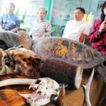 Ekspose Cinderamata Hewan Liar - bandung ekspres