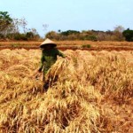 Kekeringan Sawah