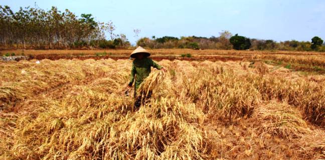 Kekeringan Sawah