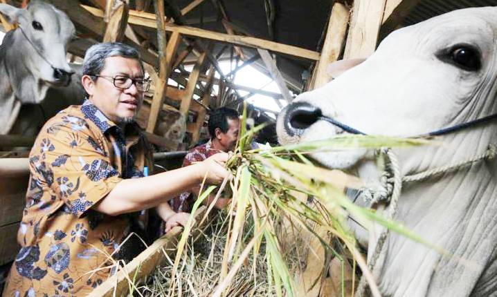 aher kunjungi ternak sapi
