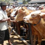 Stok Hewan Kurban yang didatangkan dari Jawa Tengah dan Jawa Timur