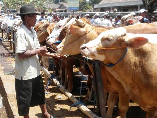 Stok Hewan Kurban yang didatangkan dari Jawa Tengah dan Jawa Timur