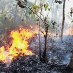 Sepuluh Hektare Hutan Burangrang Terbakar