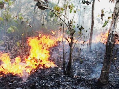 Sepuluh Hektare Hutan Burangrang Terbakar Sepuluh Hektare Hutan Burangrang Terbakar