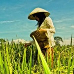 Ketahanan Pangan Normal