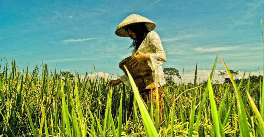 Ketahanan Pangan Normal