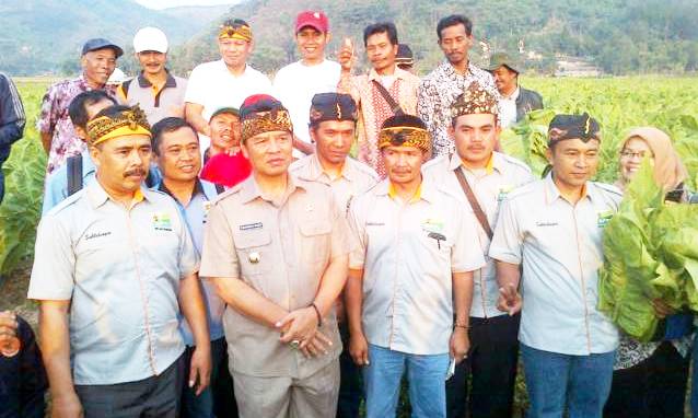 Bupati: Kabupaten Bandung Penghasil Tembakau Terbesar panen raya kebun tembakau