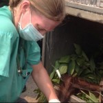 Selamatkan Induk dan Bayi Orang Utan Akibat Kebakaran Hutan