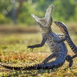Pertarungan Buaya dan Biawak Juarai IAPC 2015