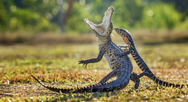 Pertarungan Buaya dan Biawak Juarai IAPC 2015