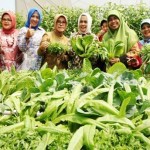 Panen raya distan KP