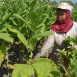Impor Tembakau