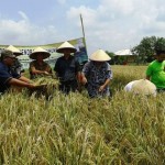 Panen Raya Padi Organik