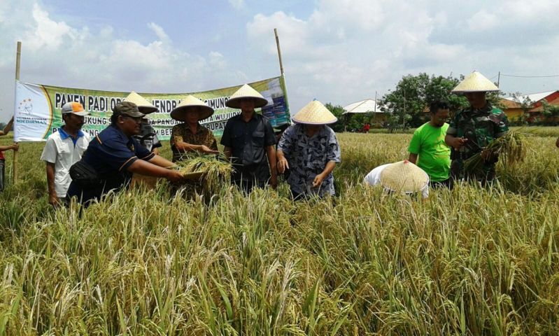 Petani Bersyukur dan Berharap Lebih Baik Panen Raya Padi Organik