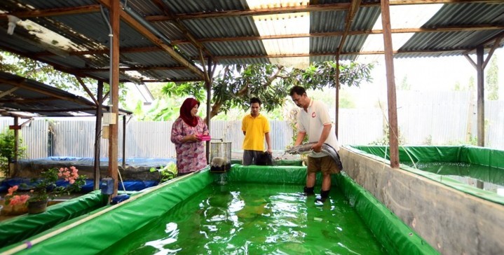 Integrasikan Biogas dengan Kolam Lele biogas
